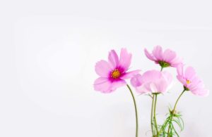 Bild Blume Cosmea